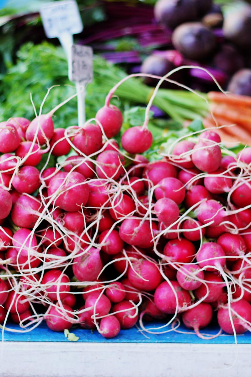 The Village Markets // The Sugar Hit